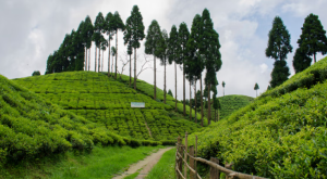 Sepoy Dhura Tea Garden