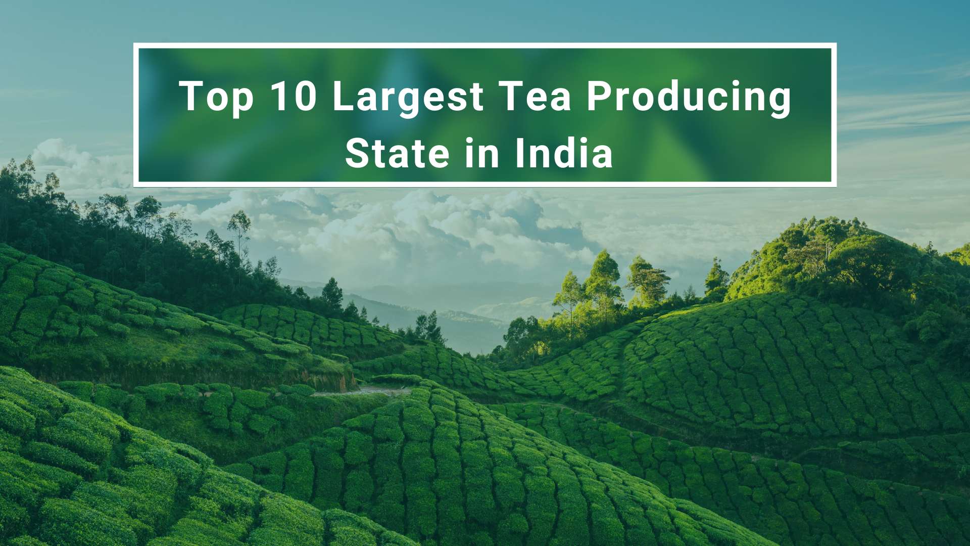 largest tea producing state in india